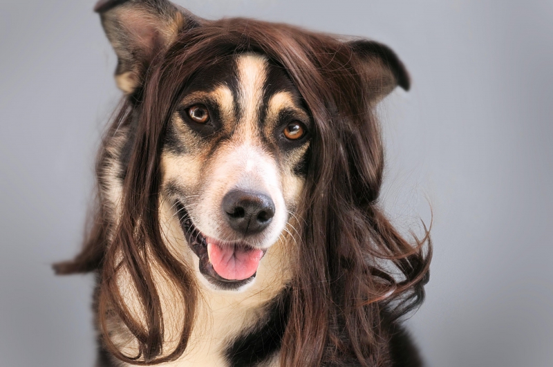 salon-coiffure-PUGET ROSTANG-min_dog-1776721